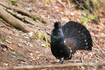 Capercaillie - display for mating ritual