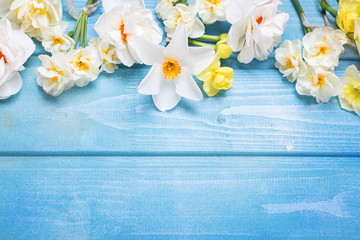 Border  from white tulips, narcissus, muscaries flowers on blue wooden background.