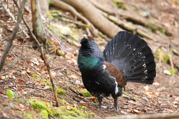 Capercaillie - mating ritual