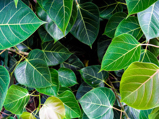 Leaves Bo leaf