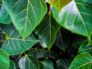 Leaves Bo leaf