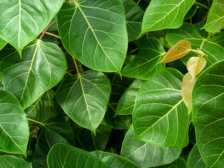 Leaves Bo leaf