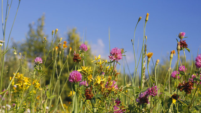 Clover, tutsan and other field herbs on a background nature image with a blue sky