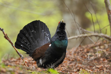 Capercaillie - Mating ritual