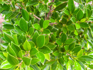 Leaves green bush