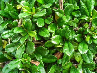 Leaves green bush