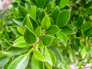 Leaves green bush