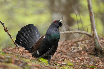 western capercaiilie - mating display