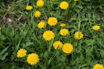 Dandelions in full bloom in mid spring