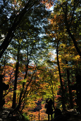 見上げた先のシャッターチャンス