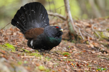 Capercaillie - display for mating ritual