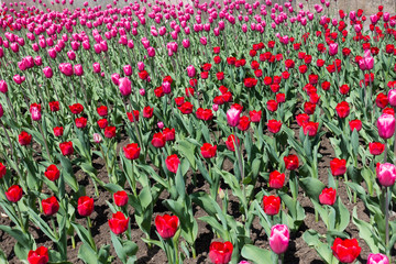 Flowerbed with blooming pink and red tulips