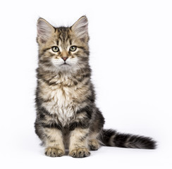 Black tabby Siberian Forest cat / kitten sitting isolated on white background