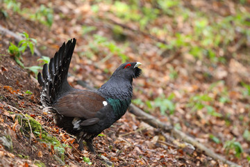 Capercaillie - Mating ritual