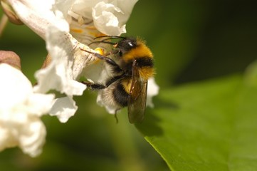 Erdhummel am Trompetenbaum