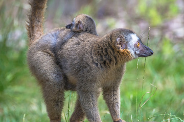 Portrait of Madagascar lemur and a baby on its back