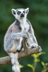 Portrait of ring-tailed Madagascar lemur at smooth background