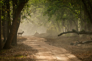 Spotted Deer on a dusty road - 161972088