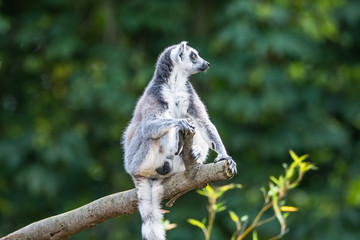 Portrait of ring-tailed Madagascar lemur at smooth background