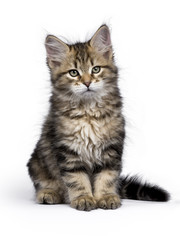 Black tabby Siberian Forest cat / kitten sitting isolated on white background looking to the side