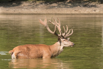 Cerf élaphe en velour se baignant pour se rafraîchir lors de forte - Cervus elaphus