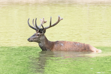 Cerf élaphe en velour se baignant pour se rafraîchir lors de forte chaleur en été