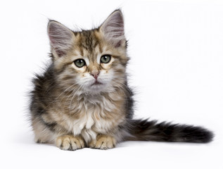Black tabby Siberian Forest cat / kitten laying isolated on white background looking to the side