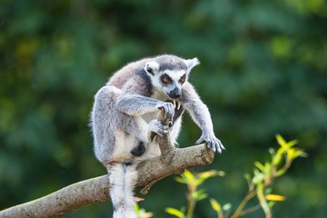Portrait of ring-tailed Madagascar lemur at smooth background