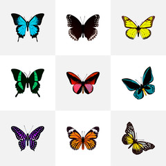 Fototapeta na wymiar Realistic Papilio Ulysses, Spicebush, Polyommatus Icarus And Other Vector Elements. Set Of Butterfly Realistic Symbols Also Includes Fly, Butterfly, Sky Objects.