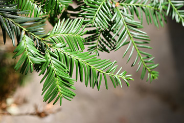 Tannenzweig
