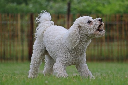 kleiner wei&szlig;er pudel in Bewegung