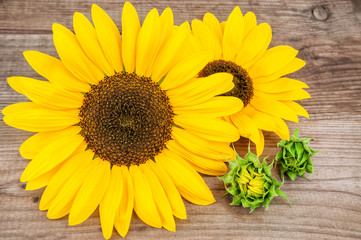 two yellow sunflowers