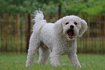 kleiner weißer pudel in Bewegung