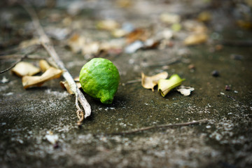 Bergamot fall from the tree