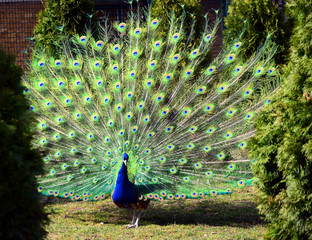 Obraz premium Ptak pawia