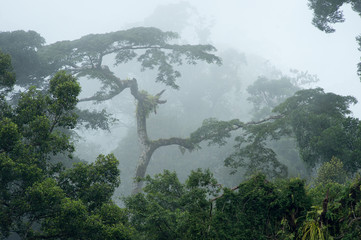 Fototapeta na wymiar Misty Rainforest