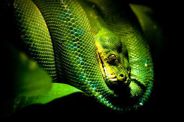 Green snake