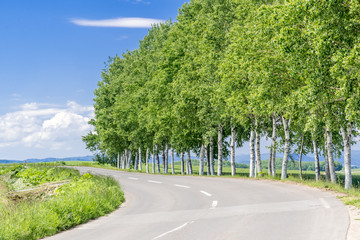 白樺並木の道 / 北海道 美瑛町の風景