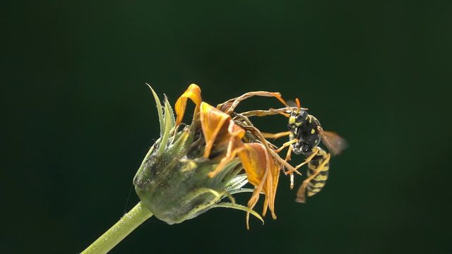 Big bee wasp take-off
