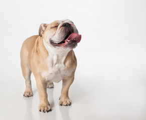 An English Bulldog standing on white, facing camera with eyes closed and tongue out