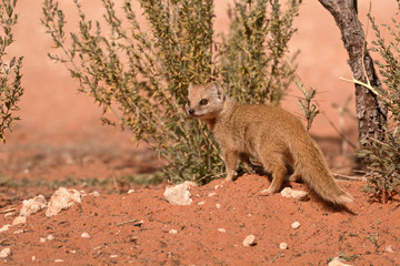 Yellow Mongoose pup moving into the undergrowth 