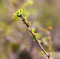 From buds on the tree appear leaves