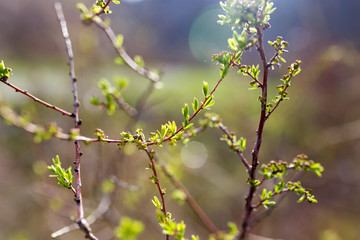 From buds on the tree appear leaves