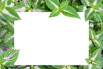 Solenostemon scutellarioides, Painted nettle or  Flame nettle