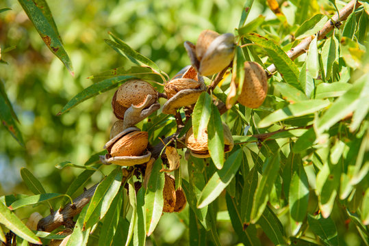 Ripe almonds on the tree branch