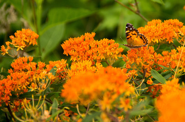 Obraz premium Monarch Butterfly 03