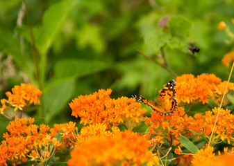 Monarch Butterfly 02