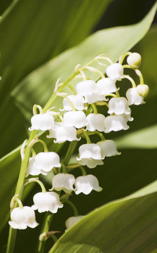 15 Bulbi Di Mughetto Primaverile, Fiori Rari E Decorativi Per Balcone E Giardino, Vera Pianta Da Esterno