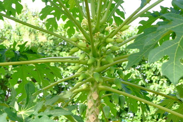 papaya tree