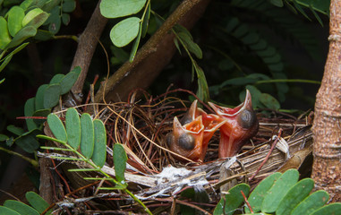 close up of three newborn baby bird in nest